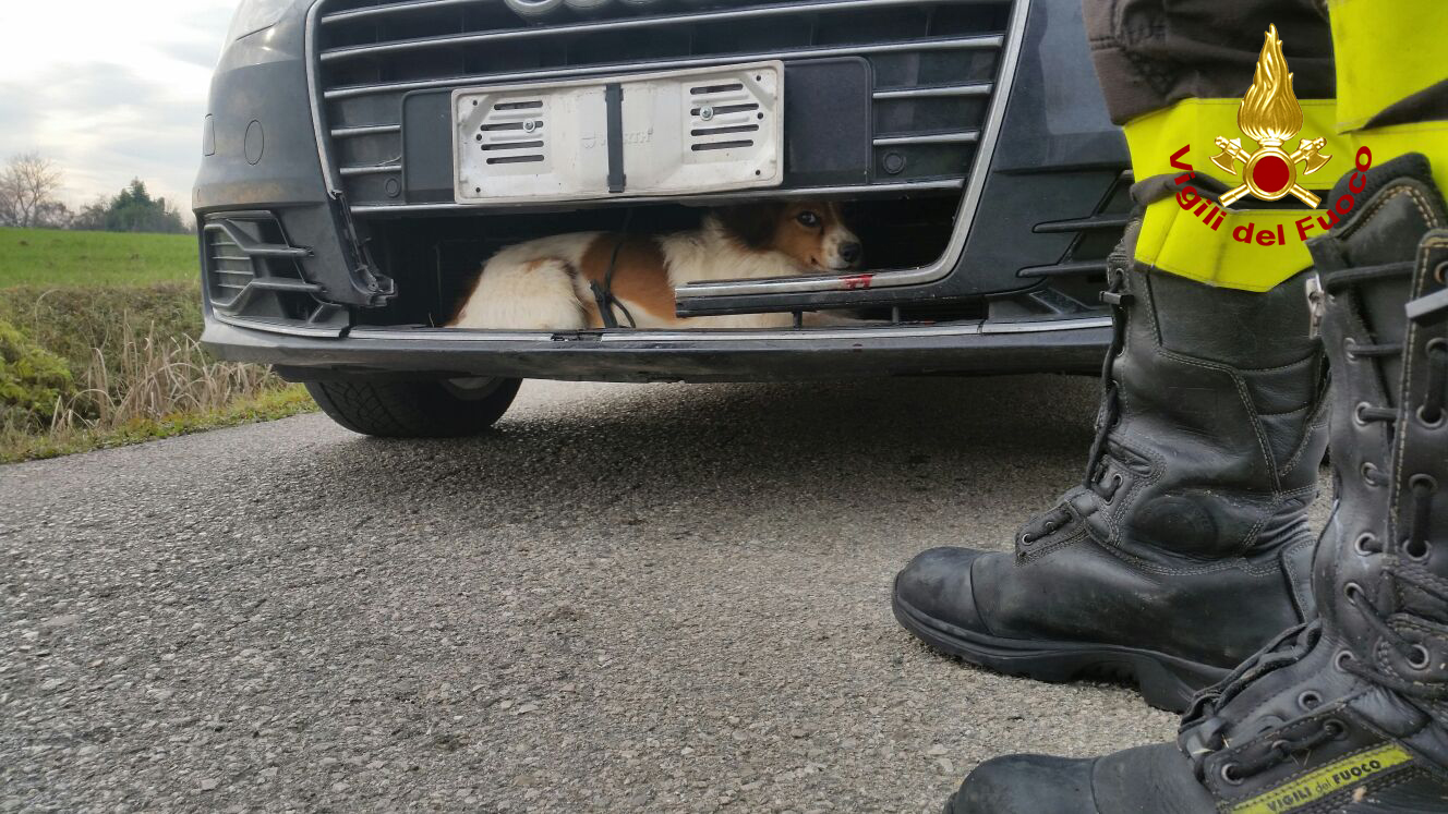 SALVATO CANE INTRAPPOLATO NEL MASCHERONE DI UNA VETTURA