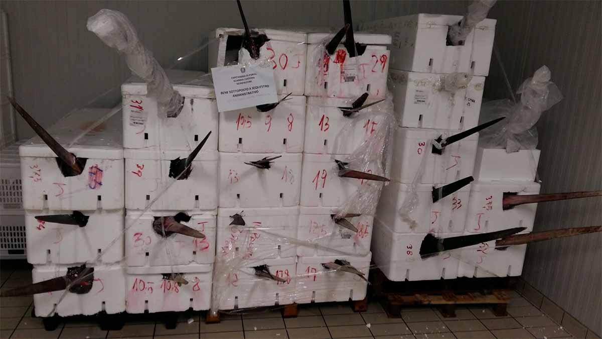 MAXI SEQUESTRO DI PESCE SPADA